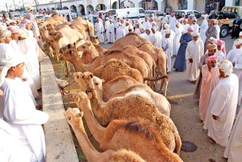 الحياة البرية في القلب المتاحف لكي تكون رحلتك ثقافية يتوجب عليك زيارة بعض المتاحف التي يتجاوز عددها اإلثني عشر في سلطنة عمان.
