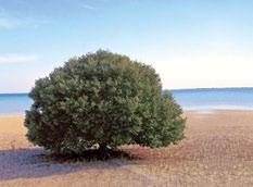 بالقاهرة ومهرجان