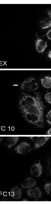 Η ανάλυση WesternBlot πρωτεϊνικών εκχυλισμάτων  DEX