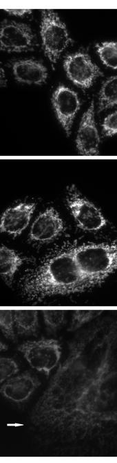 DEX ή 10 μμ ΒAs, για 48 ώρες, έδειξε αύξηση των