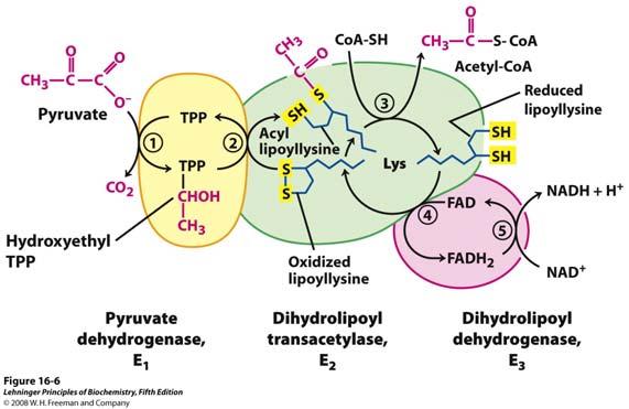 U sintezi acetil-coa sudjeluju tri enzima i pet koenzima Regeneracija lipoamida, kako bi enzimski kompleks mogao započeti novi ciklus reakcija: Ovom četvrtom reakcijom reducirani oblik lipoamida