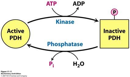 Kompleks piruvat dehidrogenaze reguliraju dva mehanizma: inhibicije proizvodima i kovalentne modifikacije Glavni način regulacije kompleksa piruvat dehidrogenaze u stanicama eukariota je pomoću