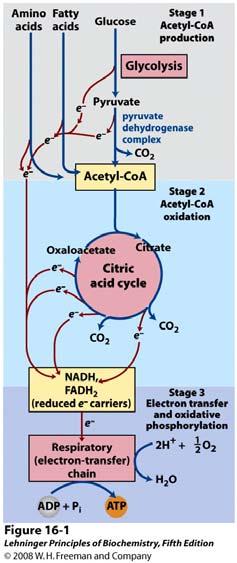 Katabolizam proteina, masti i ugljikohidrata u tri faze staničnog disanja. Piruvat nastao glikolizom u citoplazmi odlazi u mitohondrije gdje se provodi citratni ciklus.
