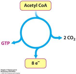 : oksidacija acetilnih skupina u citratnom ciklusu uključuje četiri reakcije u kojima nastaju elektroni. Faza 3.
