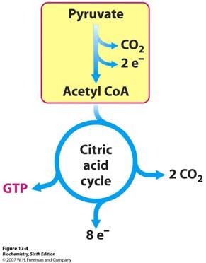 Struktura nikotinamid dinukleotida NAD +, je uz acetil-coa, jedini koenzim koji sudjeluje u reakcijama piruvat dehidrogenaznog kompleksa, koji je topljiv i čiji se reducirani oblik (NADH) dalje