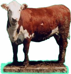 4. Ghid etalon tehnico-economic Profilul: Taurine la ingrasat Modul de: 50 capete 200 capete 500