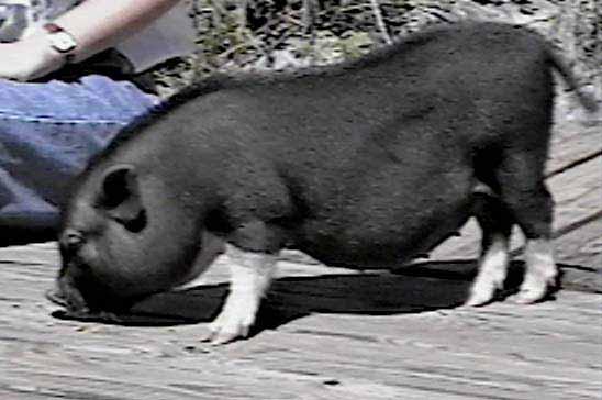 6. Ghid etalon tehnico-economic Profilul: Porci la îngraşat Modul de: 200 locuri/ 460cap 000 locuri/ 2800cap 5000