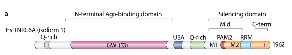 motif 1 and 2) uspostavljau interakcije sa domenima na N- i C-krajevima proteina PABPC1, redom. P-body targeting N-GW M-GW C-GW Slika 8.