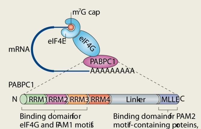 RNA recognition motifs, RRM) na N-kraju, označena kao RRM1-RRM4, nestruktuisanim linkerom bogatim prolinom, i konzervisanim domenom na C-kraju, označenom kao MLLE.