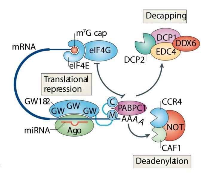 Dva regiona proteina GW 182 imaju esencijalnu ulogu u utišavanju translacije: 1) N-terminalni region, koji sadrži veći broj ponovaka Gly-Trp (GW) (domen N-GW) direktno vezuje protein AGO, i 2)