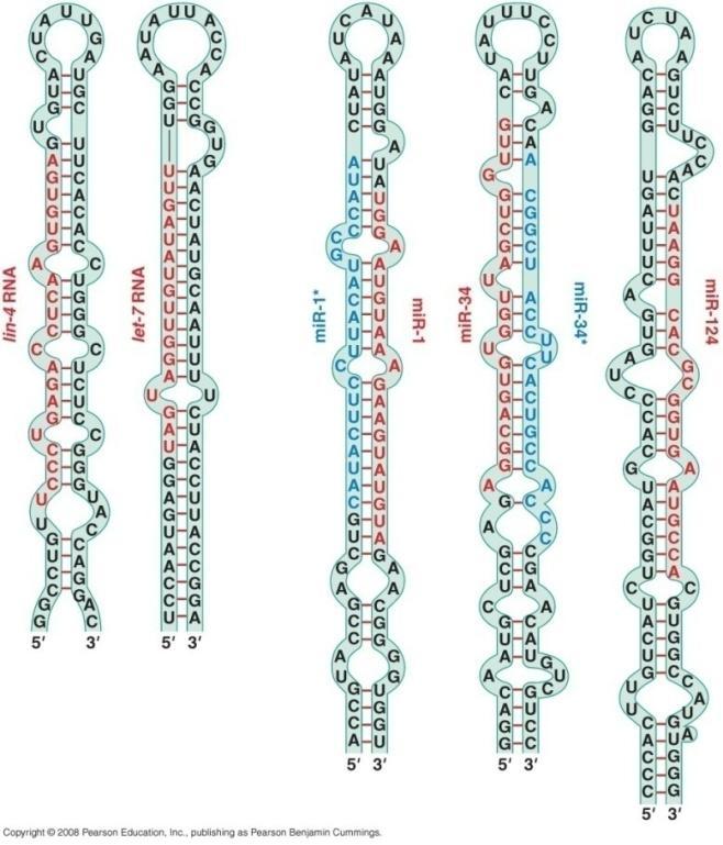 sekvence irnk u 3'-netranslatirajućem regionu (eng. untranslated region, UTR).