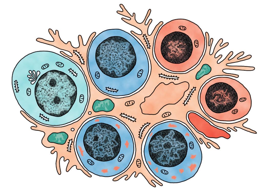 Nada M. Šerban nastavcima koji se završavaju čupercima mikroresica obuhvata eritrocite u formiranju.