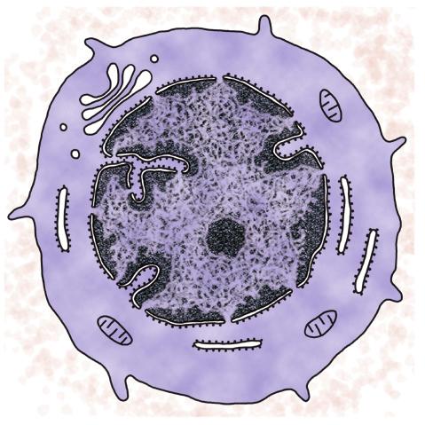 U citoplazmi se uočava postupno smanjenje broja citoplazminih organela (Sl. 3-12) kao i pojava znatne količine glikogenskih čestica. Metamijelociti nemaju sposobnost deljenja.