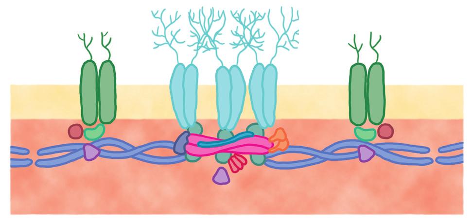 Osnovi histologije radna verzija Osnovu podmembranskog citoskeleta predstavlja višeugaona mreža (Sl. 3-03) koju formiraju molekuli spektrina i kratki aktinski filamenti.
