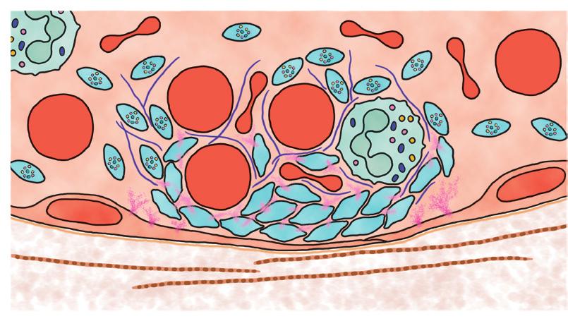 endotelska ćelija aktivatori plazminogena Slika