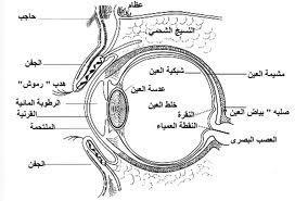 تكون الصور في المرايا : وكمثال على ذلك المرايا المستوية مثل المرآة التي بداخل السيارة. تتكون في المرايا المستوية صور لألجسام لها الصفات التالية :.... 2....1....4....3....5 4.