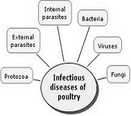 Diseases األمراض ما المقصود بالمرض disease What is the :... : تقسم األمراض حسب انتقالها إلى نوعين هما diseases What is the main types of the... و.