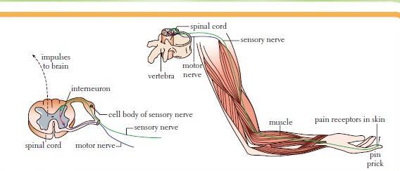 Nervous systems الجهاز العصبي اكتب األجزاء التالية على الرسم التالي الذي يوضح خلية عصبية : النواة السيتوبالزم الزوائد الشجيرية المحور - الليفة العصبية جسم الخلية النهايات العصبية.