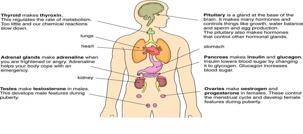 الجهاز الهرموني system Hormonal يتكون الجهاز الهرموني في اإلنسان من ثالث أنواع من الغدد لها وظائف مهمة جدا في جسم اإلنسان ومنها تنظيم العمليات الحيوية داخل جسم اإلنسان وتنظيم عمل أجهزة الجسم وخاصة