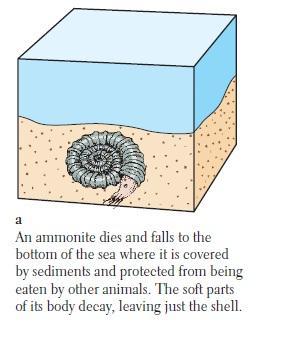 األحافير Fossils ما المقصود باألحافير :... اذكر خمس طرق تم بها حفظ الكائنات الحية من الماضي :....2....3....8....5.