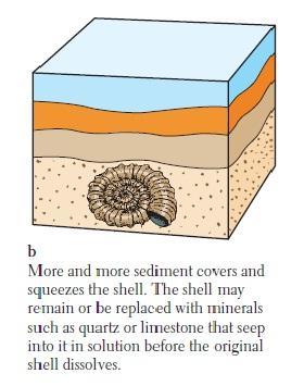 An ammonite dies and falls to the bottom of the sea where it is covered by sediments and protected from being eaten