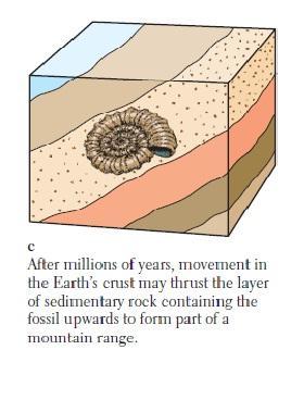 More and more sediment covers and squeezes the shell.