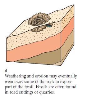 the original shell dissolves.....8..........3...... 4.