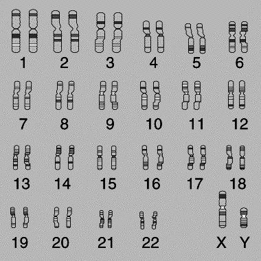 The role of the nucleus in reproduction دور نواة الخلية في التكاثر من الشكل 1 أجب عما يلي : رتب من األكبر إلى األصغر : جينات كروموسومات نواة الخلية DNA الخلية الشكل رقم 2 يمثل كروموسوما.