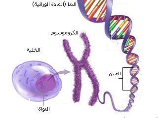 ........ تمتلك خاليا جسم اإلنسان كروموسوما أو زوجا من الكروموسومات المتماثلة. الكروموسومات المتماثلة : نفسه. هي الكروموسومات التي لديها تسلسل الجينات نفسه والتركيب تمتلك الخاليا الجنسية في اإلنسان.