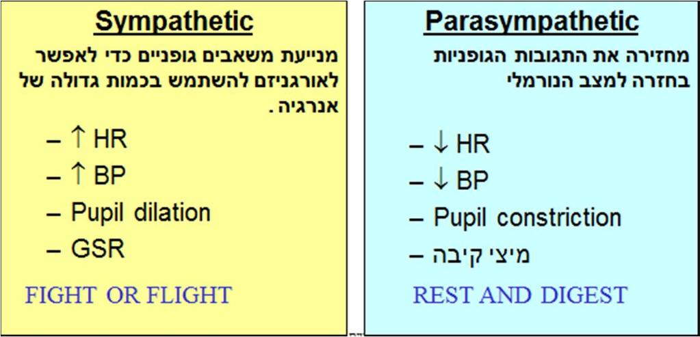 מערכת העצבים האוטונומית: כאשר לחץ הדם וקצב הלב עולים, מגיעים יותר דם וחמצן אשר מאפשרים פעילות. אישונים מורחבים: יותר אור נכנס והראייה נהיית חדה יותר.