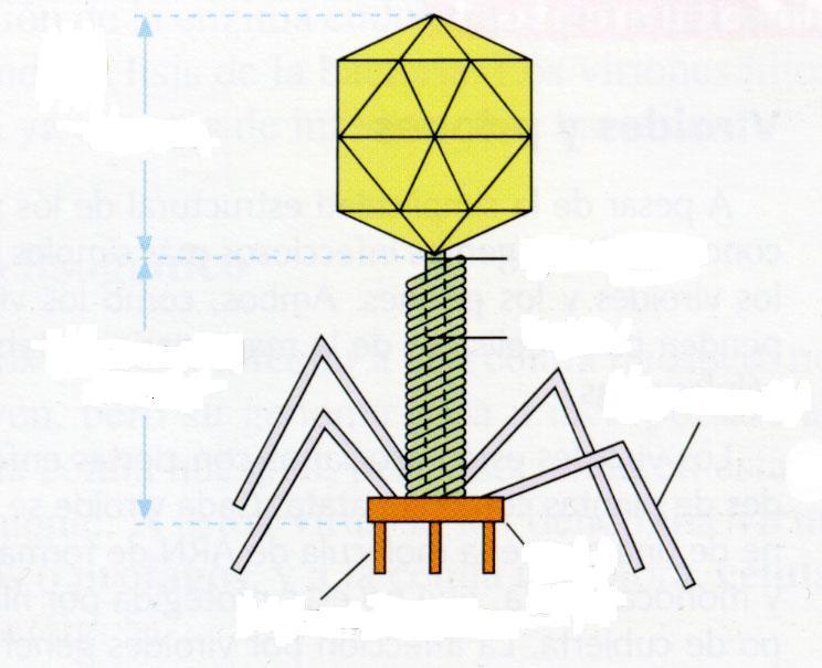 33. De que