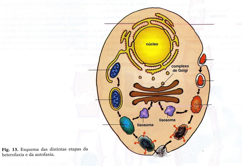 Lisosomas e