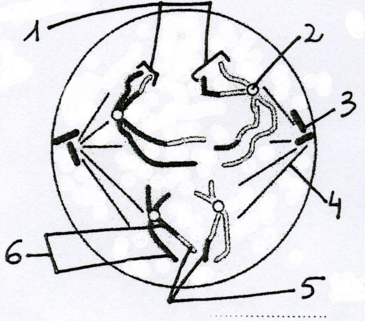 cromosomas, f) reconstrución da envoltura nuclear, g) formación do fuso acromático. A )ordénaos cronoloxicamente e indica en que fase da mitose ocorre cada un deles.