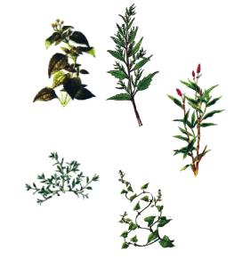 Καταπολεμούμενα ζιζάνια στο καλαμπόκι: Eτήσια αγρωστώδη ζιζάνια: Μουχρίτσα (Echinochloa crus-galli), Αιματόχορτο (Digitaria sanguinalis), Πόα (Poa spp), Σετάρια (Setaria spp).