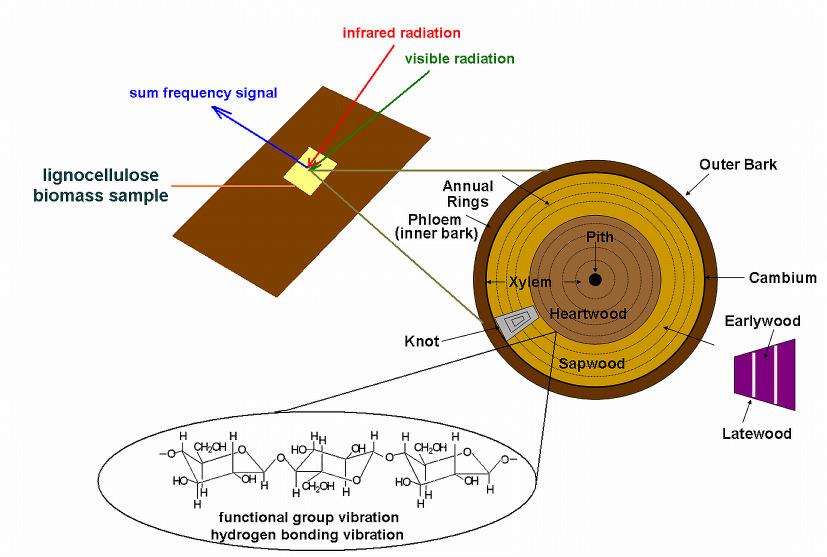 biocompatibilitate). Materialele polimerice pe baza de PVA sunt deseori expuse radiatiilor UV din spectrul luminii solare sau din surse artificiale.