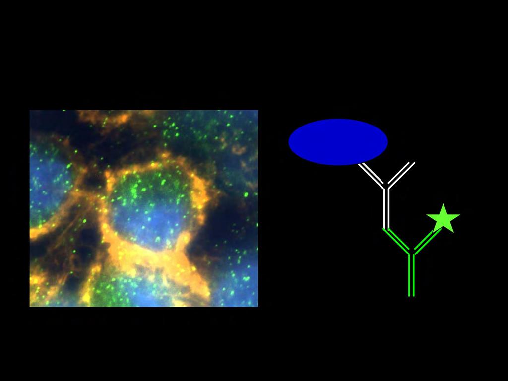 Imunocitohemijska detekcija β 2 -adrenergičkih receptora (zeleni fluorescent) pomoću anti-β 2 antitela u epitelijanim ćelijama pluća (A549) ß 2 -adrenergički