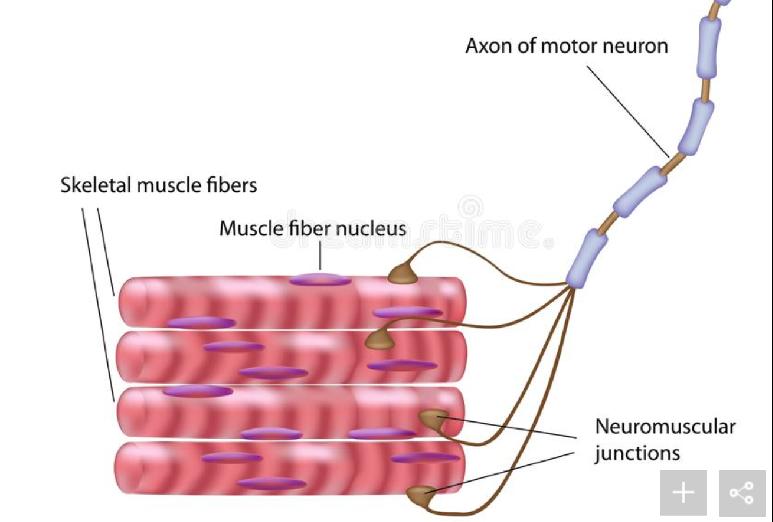 Οι τρεις τύποι μυών (σκελετικοί, καρδιακοί και ομαλοί) έχουν σημαντικές διαφορές. Ωστόσο, και οι τρεις χρησιμοποιούν την κίνηση της ακτίνης ως προς τη μυοσίνη για να δημιουργήσουν συστολή.