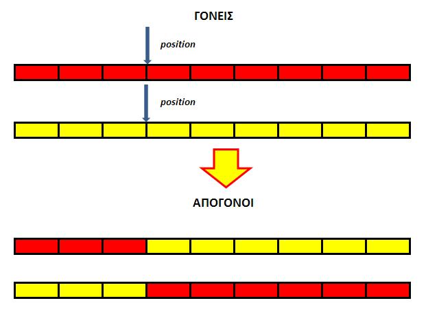χιμα 4.2: Διαςταφρωςθ δυο γονζων και γζνεςθ απογόνων ενόσ ςθμείου 4.1.2.4 Μετϊλλαξη Η μετάλλαξθ επιλζγει με τυχαίο τρόπο γονίδια από τα χρωμοςϊματα των μελϊν του πλθκυςμοφ και μεταβάλει τθν τιμι τουσ.