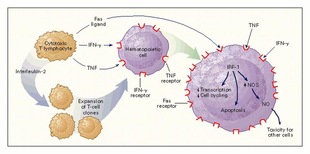 Avtoimunsko uničenje hemopoetske matične celice Direktno - z interakcijo med Fas ligandom na T-limfocitu in Fas (CD95) na