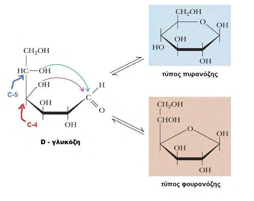 Εικόνα 1 Έτσι, η D-γλυκόζη απαντά σε δύο κυκλικές μορφές με εξαμελή δακτύλιο που είναι απομονώσιμες και για να διακριθούν από τα άλλα διαστερεομερή καλούνται ανωμερή.