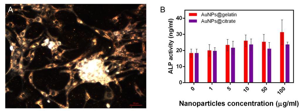Efectul nanoparticulelor de aur asupra diferenţierii celulelor osteoblast Celulele OBL trarate cu AuNPs@gelatină prezintă o proliferare remarcabilă și mai interesant un prim semn de diferențiere cu