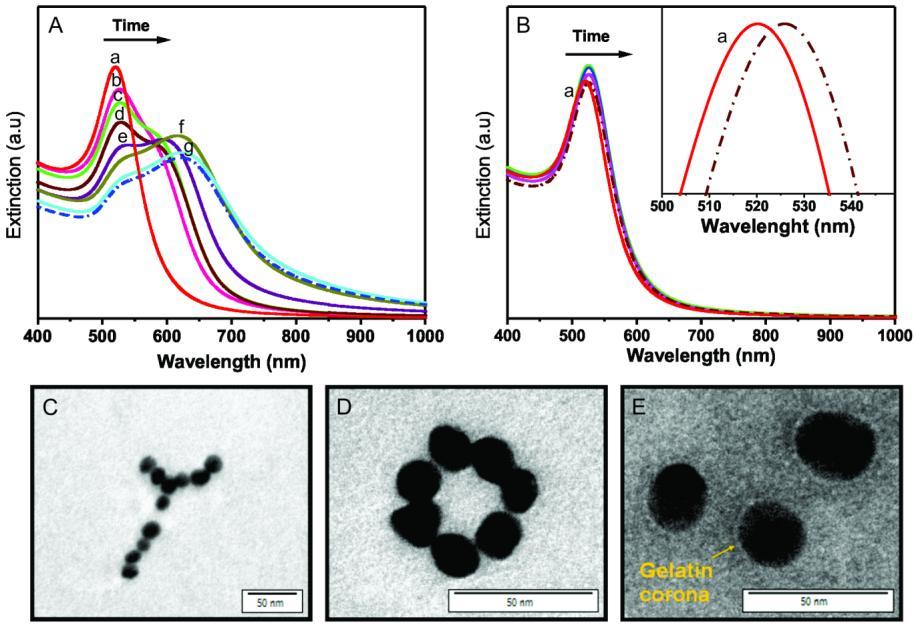 Figure 2.1. A. Evoluţia în timp a benzii plasmonice a 0.03gelatină@AuNPs şi respectiv B. 10gelatină@AuNPs. C.-D. imaginile TEM a 0.03gelatină@AuNPs şi E.