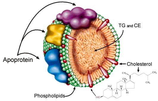 Uloge lipoproteina: Transport TAG i holesterola