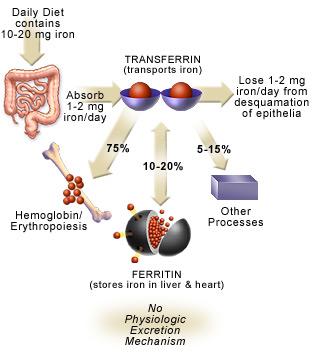 5 5 g TRANSFERIN transport Gubitak 1-2 mg/dan Deskvam.