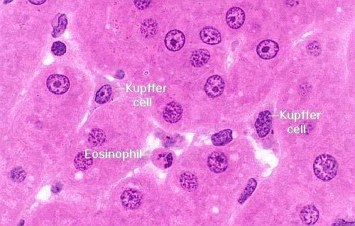 KUPFEROVE ĆELIJE 15% populacije jetre Mononuklearni fagocitni sistem Uloge: 1. Fagocitoza, prezentacija Ag 2.