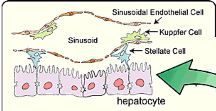 hepatocita endotelijalne ćel sinusoida Kupferove