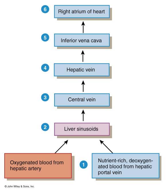 Vaskularizacija jetre Desni atrijum v.cavae inf v.hepatica v.centralis Funkcionalni krvotok predstavlja v.portae 1050ml Nutritivni krvotok predstavlja a.