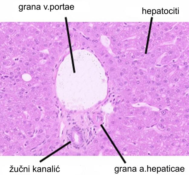 Portna trijada 1. A.Hepatica oksigenisana krv 2. v.