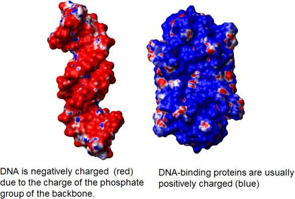 אחוז גדול של חלבונים קושרי DNA מכיל α-helix שדרכו נעשה הקישור. התאמה אלקטרוסטאטית: ה- DNA טעון שלילית )מסומן באדום( והחלבון הנקשר אליו הוא בעל מטען חיובי כללי וזה מביא את החלבונים אל ה-.