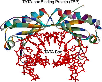 התאמה ע"י כיפוף ה- DNA : :Indirect readout הכרת חלבון את ה- DNA ע"י מבנה מכופף או רצף בעל נטייה להתכופף למבנה הסופי, ולא רק ע"י קשרי מימן ישירים.